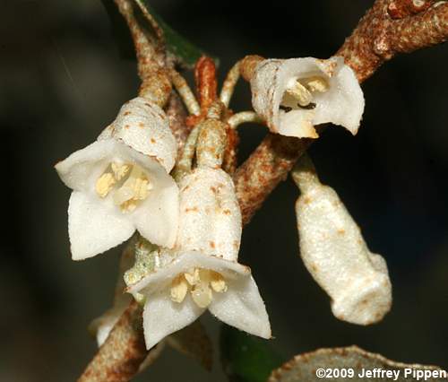 Thorny-Olive (Elaeagnus pungens)