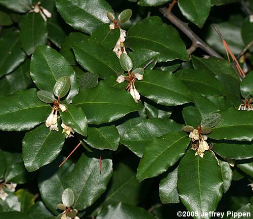 Thorny-Olive (Elaeagnus pungens)