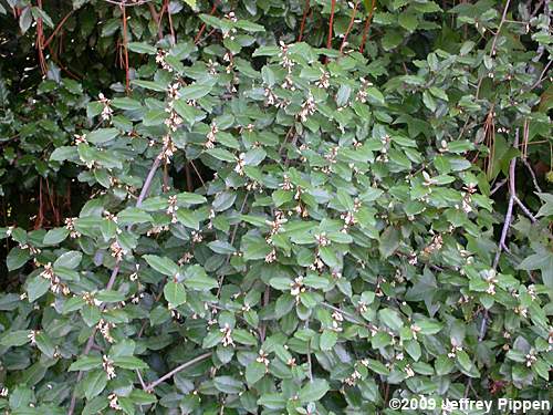 Thorny-Olive (Elaeagnus pungens)