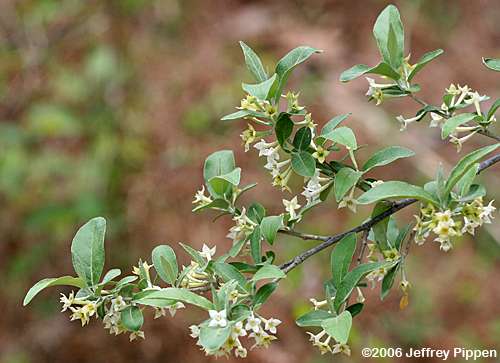 Autumn-olive (Elaeagnus umbellata)