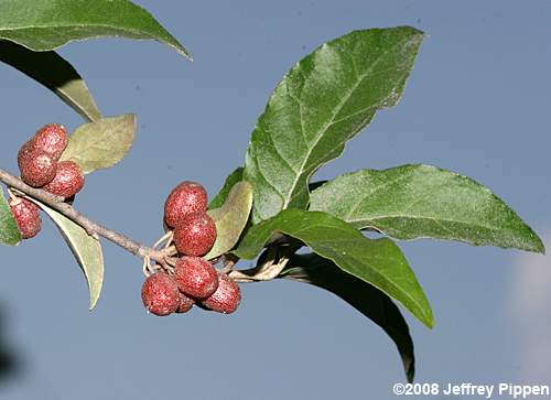 Autumn-olive (Elaeagnus umbellata)
