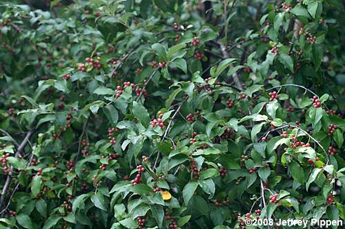 Autumn-olive (Elaeagnus umbellata)