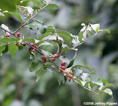 Autumn-olive (Elaeagnus umbellata)