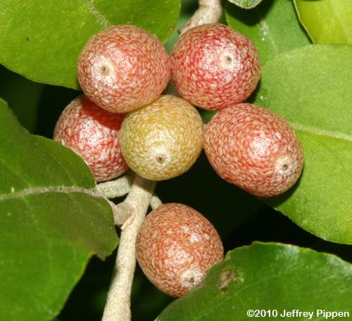 Autumn-olive (Elaeagnus umbellata)