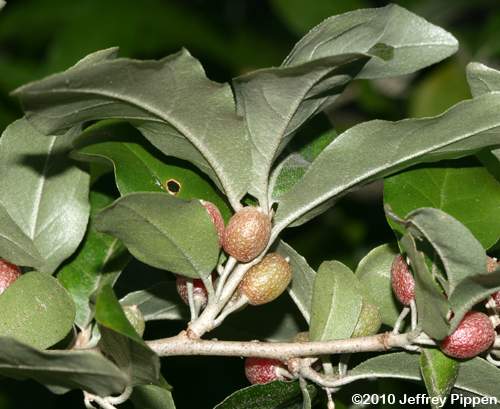 Autumn-olive (Elaeagnus umbellata)