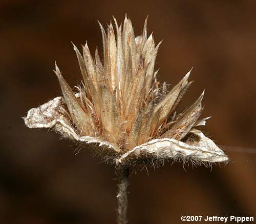 Hairy Elephantsfoot, Devil's Grandmother (Elephantopus tomentosus)
