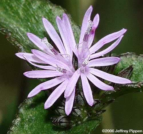 Smooth Elephantsfoot (Elephantopus nudatus)