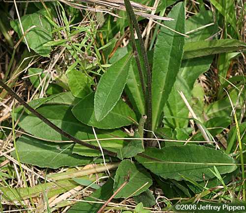 Smooth Elephantsfoot (Elephantopus nudatus)