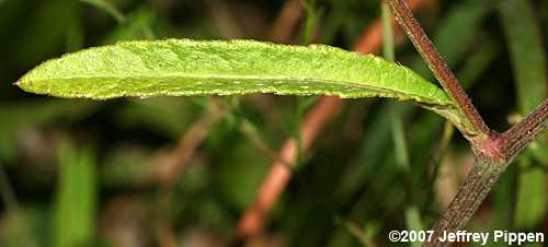 Smooth Elephantsfoot (Elephantopus nudatus)