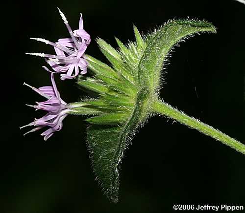 Hairy Elephantsfoot, Devil's Grandmother (Elephantopus tomentosus)