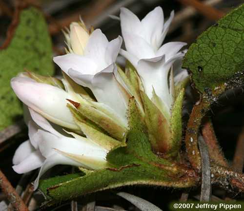 Trailing Arbutus (Epigaea repens)