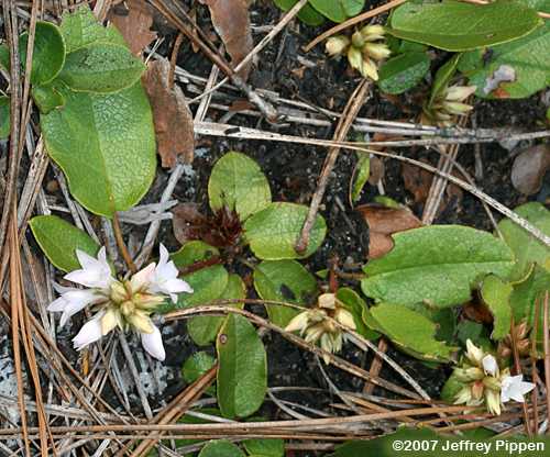 Trailing Arbutus (Epigaea repens)