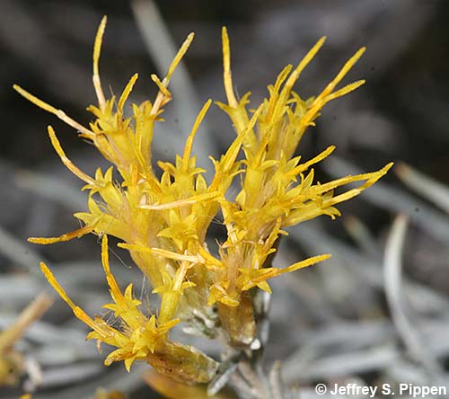 Gray Rabbitbrush, Rubber Rabbitbrush, Chamisa (Ericameria nauseosa)