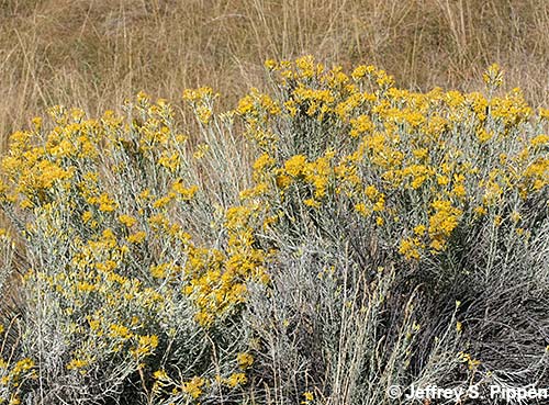 Gray Rabbitbrush, Rubber Rabbitbrush, Chamisa (Ericameria nauseosa)