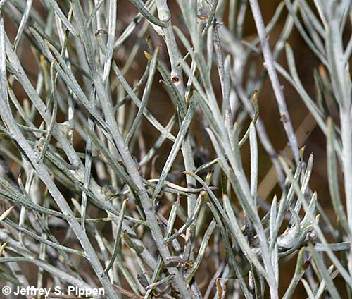 Gray Rabbitbrush, Rubber Rabbitbrush, Chamisa (Ericameria nauseosa)
