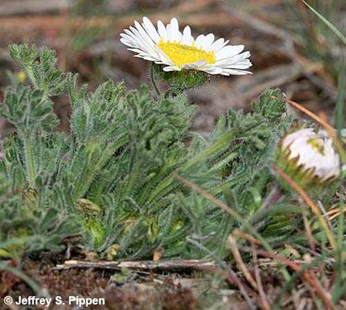Cutleaf Daisy (Erigeron compositus)