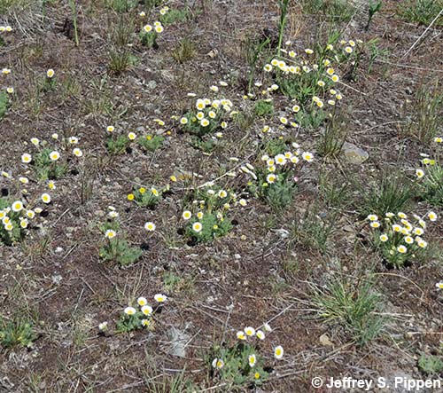 Cutleaf Daisy (Erigeron compositus)