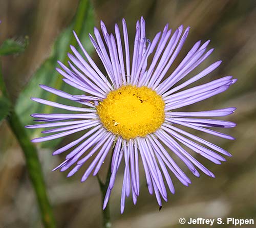Aspen Fleabane (Erigeron speciosus)