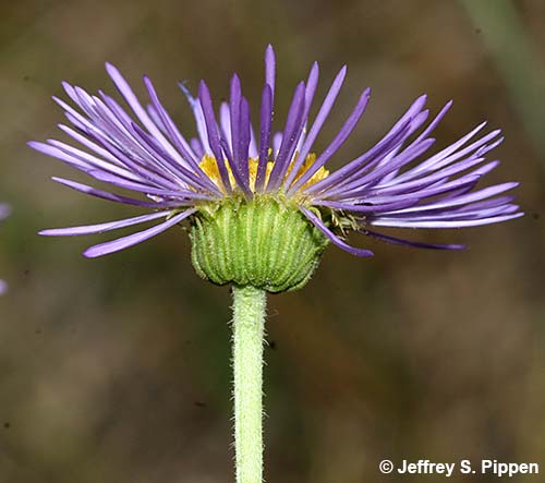 Aspen Fleabane (Erigeron speciosus)