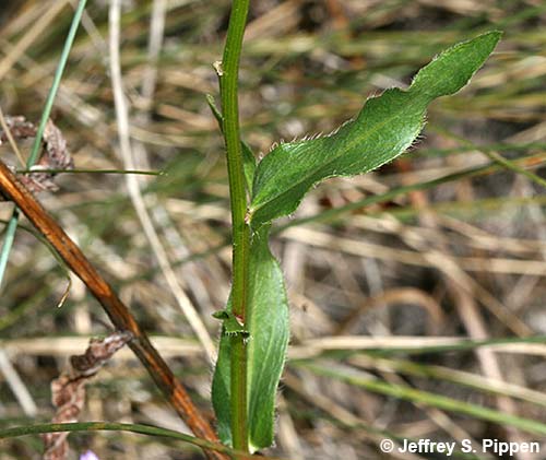 Aspen Fleabane (Erigeron speciosus)