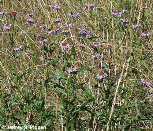 Aspen Fleabane (Erigeron speciosus)