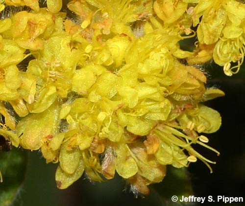 Alpine Golden Buckwheat, Yellow Wild Buckwheat (Eriogonum flavum)