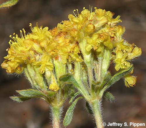 Alpine Golden Buckwheat, Yellow Wild Buckwheat (Eriogonum flavum)