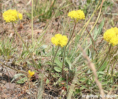 Alpine Golden Buckwheat, Yellow Wild Buckwheat (Eriogonum flavum)