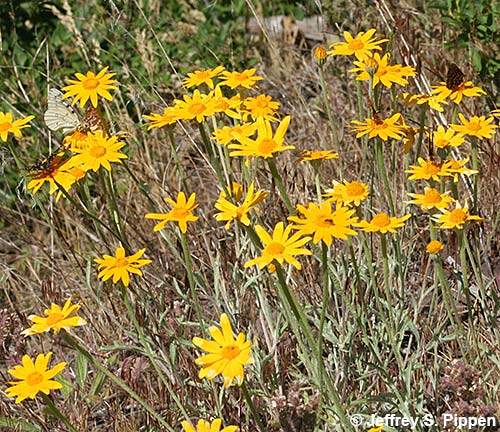 Common Woolly Sunflower, Oregon Sunshine (Eriophyllum lanatum)