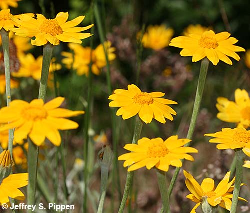 Common Woolly Sunflower, Oregon Sunshine (Eriophyllum lanatum)
