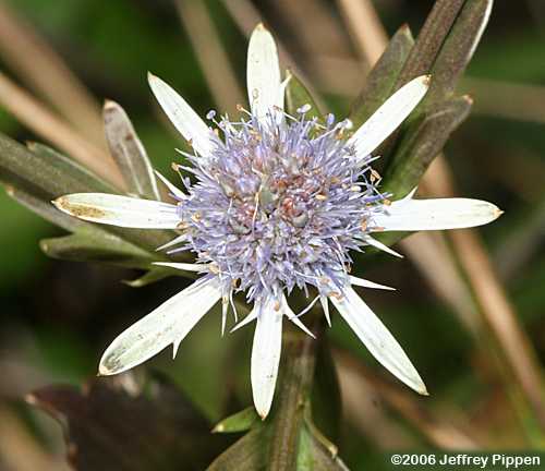 Blueflower Eryngo, Savanna Eryngo (Eryngium integrifolium)