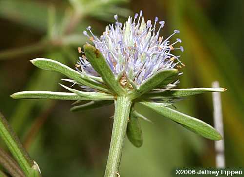 Blueflower Eryngo, Savanna Eryngo (Eryngium integrifolium)
