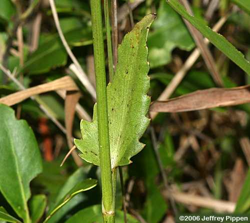 Blueflower Eryngo, Savanna Eryngo (Eryngium integrifolium)