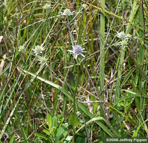 Blueflower Eryngo, Savanna Eryngo (Eryngium integrifolium)