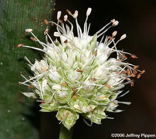 Rattlesnake Master, Button Eryngo (Eryngium yuccifolium)