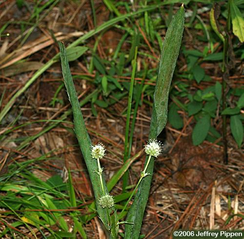 Rattlesnake Master, Button Eryngo (Eryngium yuccifolium)