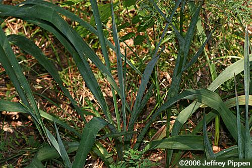Rattlesnake Master, Button Eryngo (Eryngium yuccifolium)