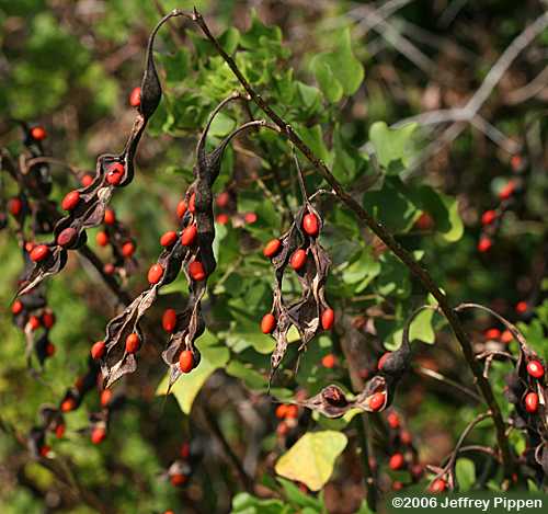 Coral Bean, Cherokee Bean, Cardinal Spear (Erythrina herbacea)