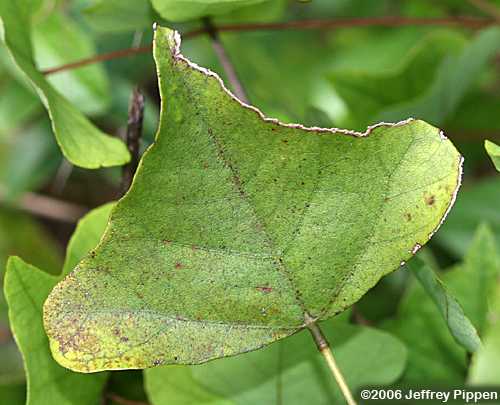 Coral Bean, Cherokee Bean, Cardinal Spear (Erythrina herbacea)