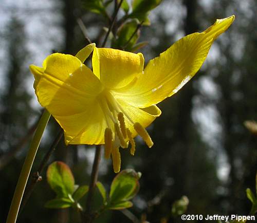 Glacier Lily, Yellow Avalanche Lily (Erythronium grandiflorum grandiflorum)