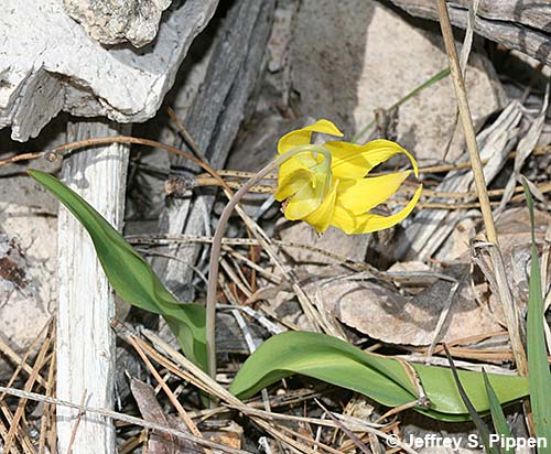 Glacier Lily (Erythronium grandiflorum)