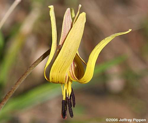 Trout Lily (Erythronium umbilicatum)