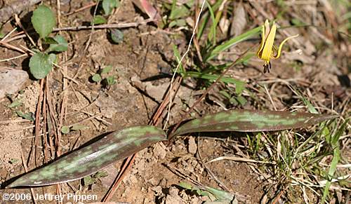 Trout Lily (Erythronium umbilicatum)