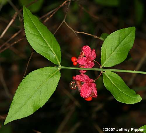 American Strawberry Bush, Hearts-a-bustin' (Euonymus americanus)