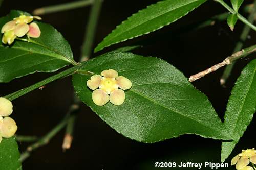 American Strawberry Bush, Hearts-a-bustin' (Euonymus americanus)