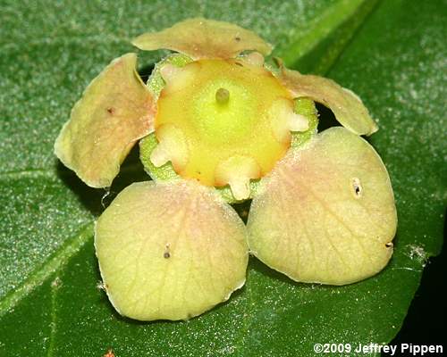 American Strawberry Bush, Hearts-a-bustin' (Euonymus americanus)