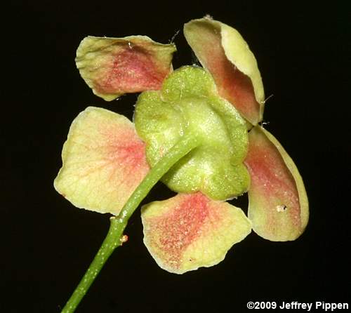 American Strawberry Bush, Hearts-a-bustin' (Euonymus americanus)