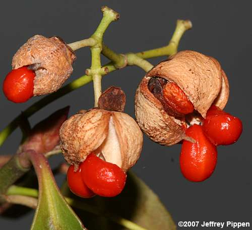 Winter Creeper (Euonymus fortunei var. radicans)