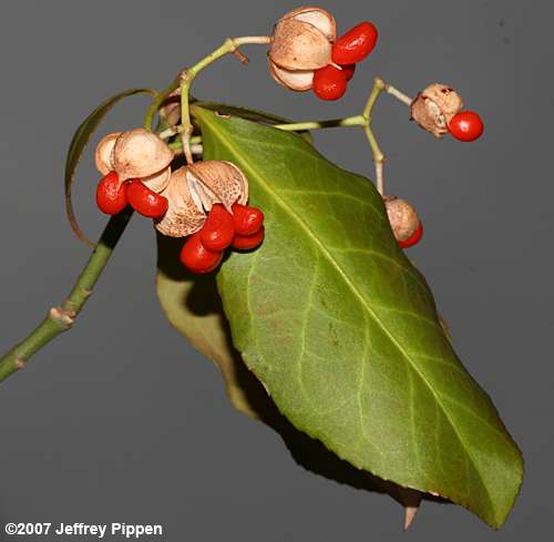 Winter Creeper (Euonymus fortunei var. radicans)