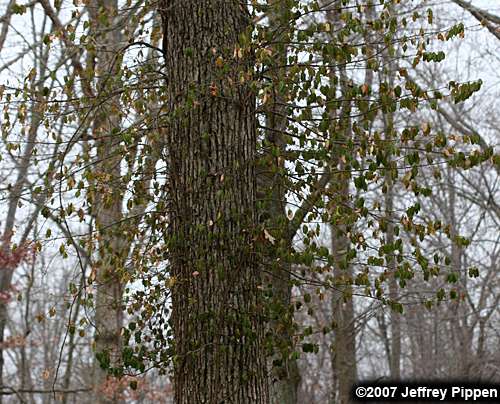 Winter Creeper (Euonymus fortunei var. radicans)